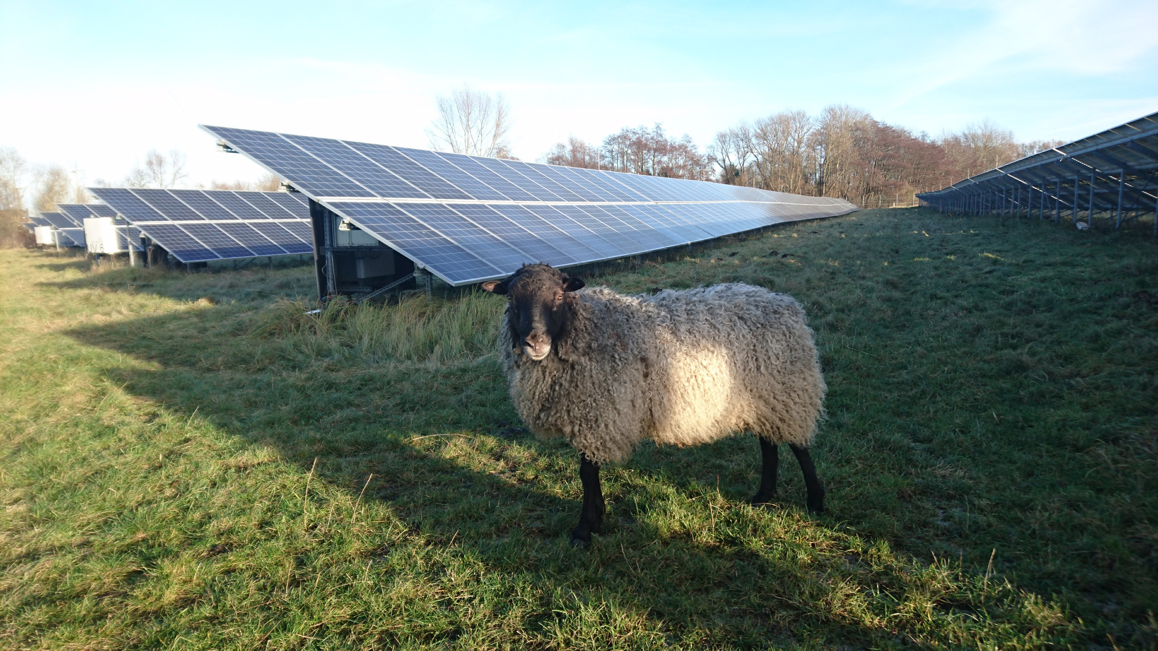 Photovoltaikanlage mit Schaf